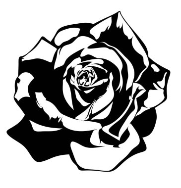 Bir gülün siyah beyaz grafik çizimi. Logolar, dekorasyonlar ve tasarımlar için uygun minimalist bir çiçek. Projeler için şık bir zıt çiçek tasarımı.