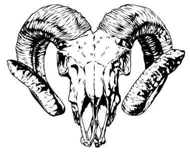 Büyük kavisli boynuzlu bir koç kafatasının siyah beyaz çizimi. Gücün, doğanın, kaderin ve mistisizmin sembolü. Logolar, kıyafet tasarımları ve dekoratif sanat için uygun..
