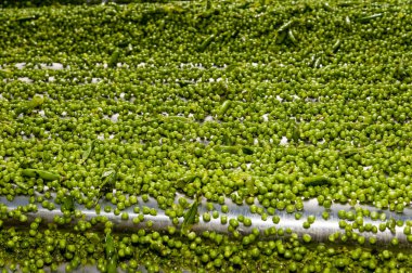 Taze bezelye fabrikada karmaşık işlenmekte olan çok sayıda.