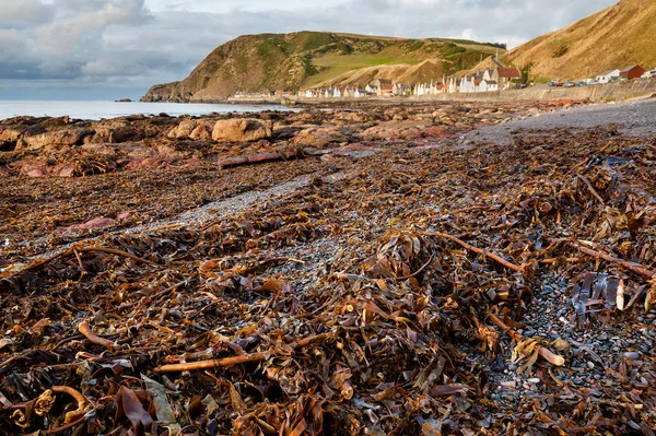 Pohled Crovie Vesnice Hnědé Mořské Řasy Pláži Moray Firth Skotsko — Stock fotografie