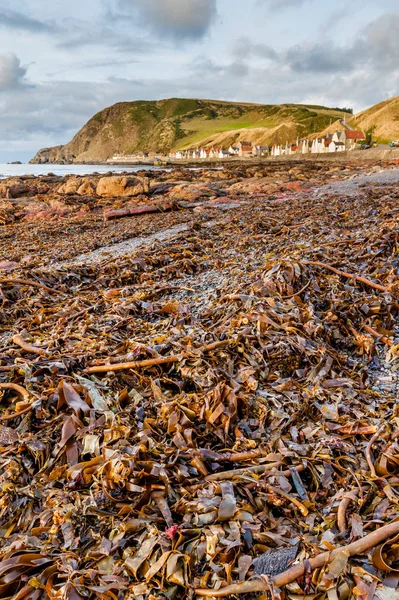 Pohled Crovie Vesnice Hnědé Mořské Řasy Pláži Moray Firth Skotsko — Stock fotografie
