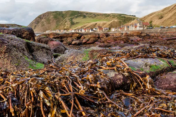 Pohled Crovie Vesnice Hnědé Mořské Řasy Pláži Moray Firth Skotsko — Stock fotografie