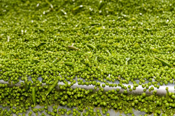 Gran Volumen Guisantes Frescos Que Procesan Complejo Fábrica —  Fotos de Stock