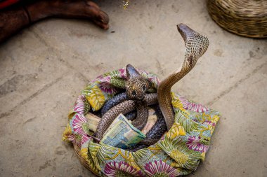 Varanasi, Hindistan - 09 Şubat 2015: iki Kobralar turistler Varanasi, Hindistan için gerçekleştirmek için büyülenmek.