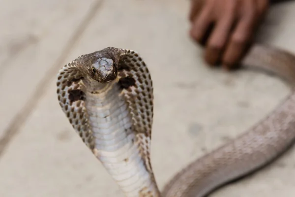 Hlava Cobra Jsou Čarodějky Představují Pro Turisty Váránasí Indii — Stock fotografie