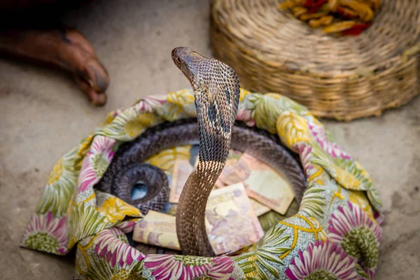 Varanasi India Februari 2015 Een Cobra Wordt Gecharmeerd Uit Voeren — Stockfoto