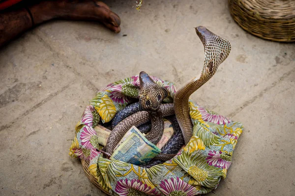 Varanasi India February 2015 Two Cobras Being Charmed Perform Tourists — Stock Photo, Image