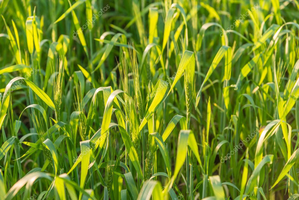 Cornfield