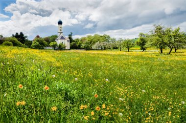 Çayır Köyü Lauterach, Almanya'da Obermarchtal yakınındaki vahşi çiçekler.