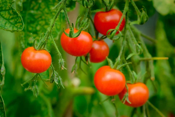 葡萄藤上熟的西红柿 — 图库照片