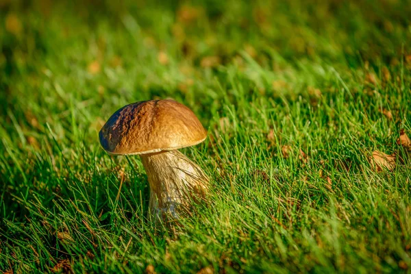 Verse Ceps Paddestoelen Bos — Stockfoto