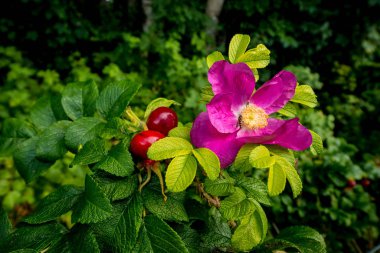 Kuşburnu bush pembe çiçek ve meyveleri ile.