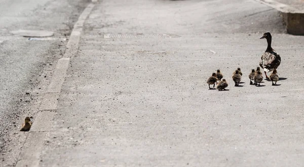 Pato Mallard Fêmea Com Pintainhos Uma Gaja Deixou Para Trás — Fotografia de Stock