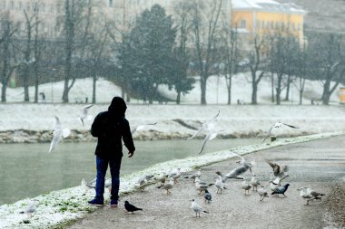 Salzburg, Avusturya - 7 Haziran 2017: besleme birds kış Park adam
