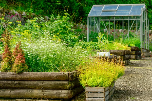 Vegetable Garden Greenhouse Summer — Stock Photo, Image