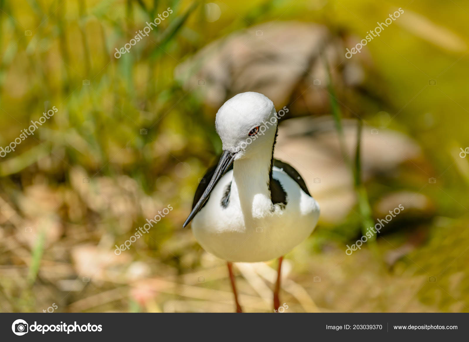Gros Plan Des Ailes Ablack Sur Pilotis Himantopus Himantopus