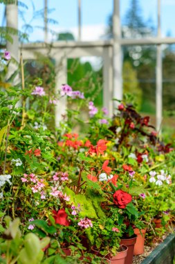 İskoçya'da bir eski geleneksel sera büyüyen bitkiler.