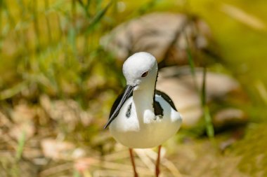 Uzunbacak, ablack kanatlı Himantopus himantopus, kırmızı uzun bacaklar ile siyah beyaz kuş Close-up.