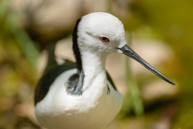 Uzunbacak, ablack kanatlı Himantopus himantopus, kırmızı uzun bacaklar ile siyah beyaz kuş Close-up.