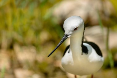 Uzunbacak, ablack kanatlı Himantopus himantopus, kırmızı uzun bacaklar ile siyah beyaz kuş Close-up.