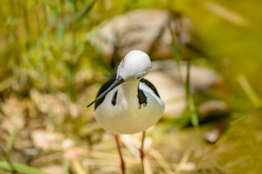 Uzunbacak, ablack kanatlı Himantopus himantopus, kırmızı uzun bacaklar ile siyah beyaz kuş Close-up.