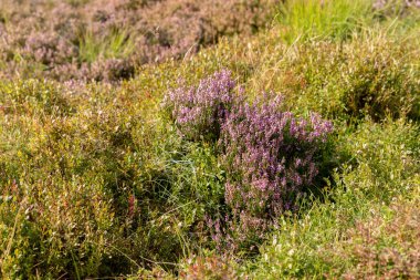 Heather and other heathland plants growing in mid summer on hillside near Ben Lawers mountain range in Perthshire, Scotland. clipart