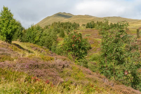 夏天中旬 希瑟和其他沿海植物生长在苏格兰珀斯郡本 劳斯山脉附近的山坡上 — 图库照片