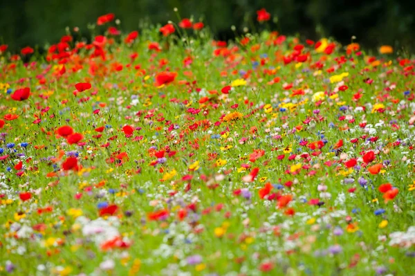 Flores Silvestres Prado Verano Escocia — Foto de Stock