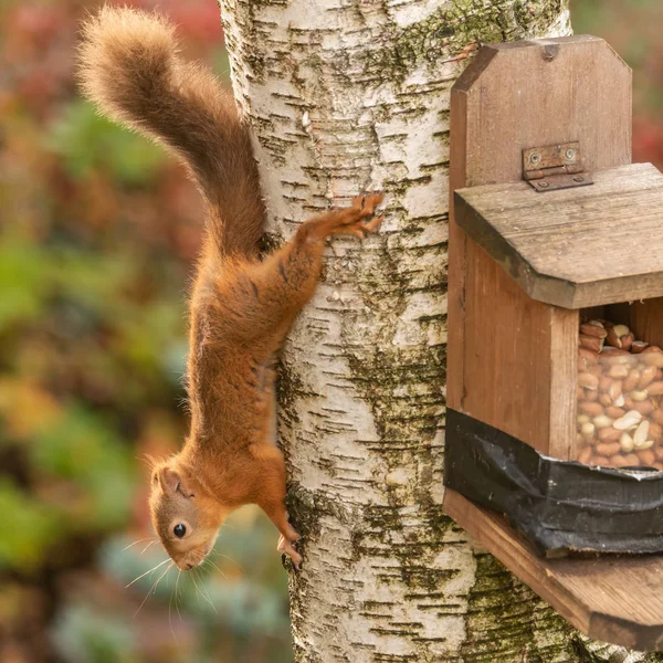 Red Squirrel Silver Birch Tree Close Bird Feeding Box Containing — Stock Photo, Image