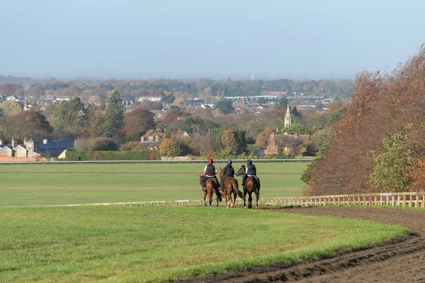 Tři Koně Práci Warren Hill Dostihový Trénink Závodiště Newmarket Anglie — Stock fotografie