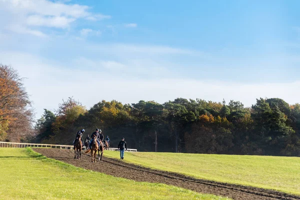 Newmarket England Novembro 2018 Cavalos Corrida Com Treinador Após Exercício — Fotografia de Stock