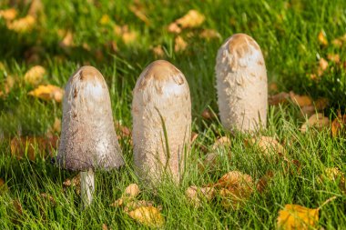 Closeup of nest of Shaggy Inkcap mushrooms, Coprinus comatus, growing on maintaned grassy meadow. clipart