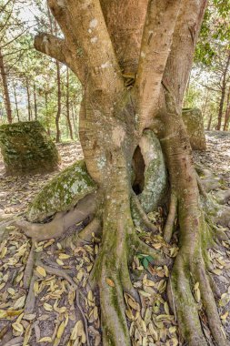 Kavanoz site 3 Plain Ban Lat Khai, Phonsavan, Xieng Khouang Province köyünün yakınında güzel ormanlık manzaralı yamaçta oturuyor.