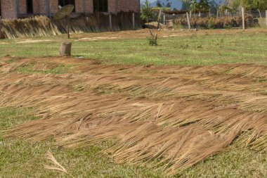 Fırça çim Bahçe çatılar thatching ve Süpürgeler yapmak için kullanılan kurutma.
