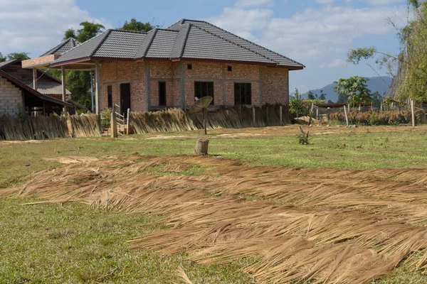 Brush Grass Drying Garden Used Thatching Roofs Making Brooms — Stock Photo, Image