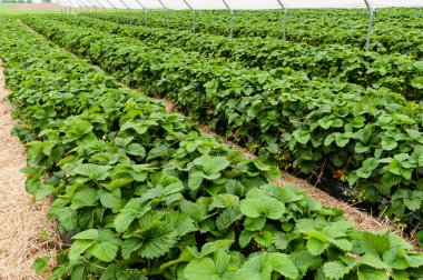 Baharda hazırlanan çilek yataklar.