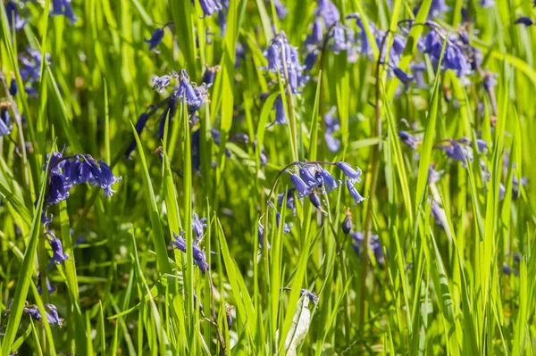 Spring Bluebells Sunshine Grassland — Stock Photo, Image