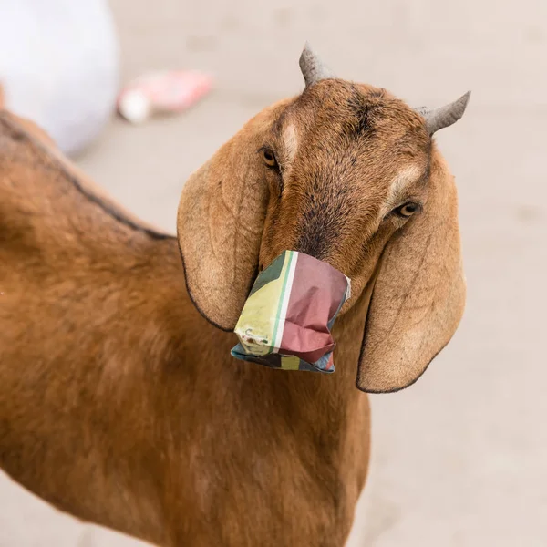 Una Cabra Cómica Con Paquete Alimentos Boca — Foto de Stock