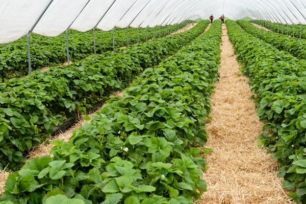 Letti di fragole preparati in primavera . — Foto Stock