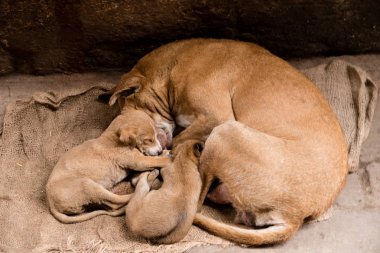 Hindistan'da uyuyan iki yavru köpekli bir sokak köpeği..