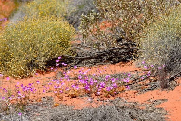 Kaunis Kevät Kukkia Autiomaassa Keski Australiassa Pohjois Territory Australia — kuvapankkivalokuva