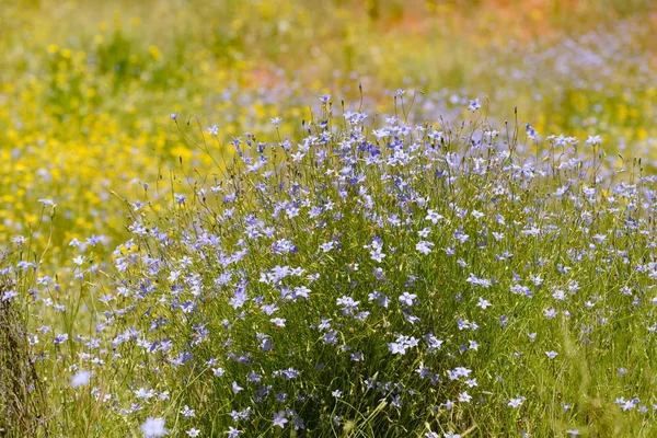 Overvloed Van Wilde Flowersin Bushland Dicht Bij Alice Springs Northern — Stockfoto