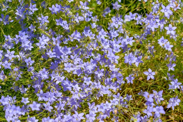 Kleine Blaue Wildblumen Voller Blüte Australien — Stockfoto