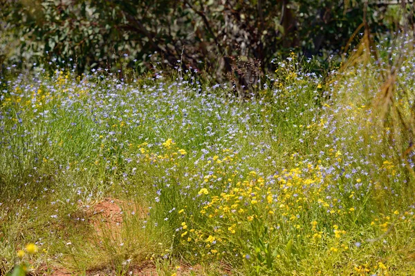 Obfitość Dzikich Krzewów Kwiatowych Pobliżu Alice Springs Northern Territory Australia — Zdjęcie stockowe