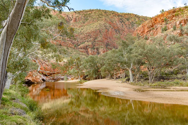 北方領土オーストラリアの砂漠国の東マクドネル山脈の白いガムの木 — ストック写真