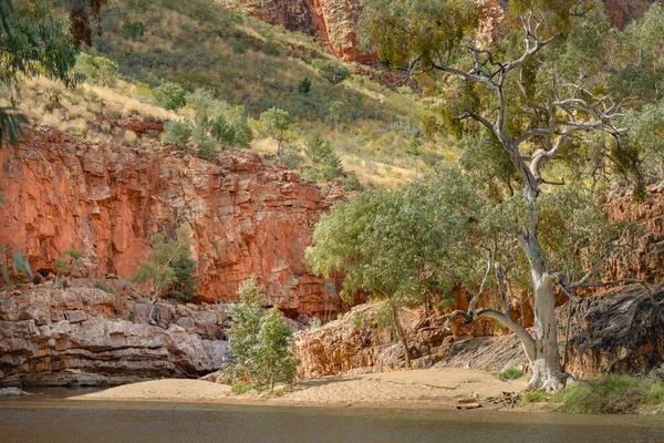 Valkoiset Kumipuut Itä Macdonnell Range Autiomaassa Pohjois Territory Australia — kuvapankkivalokuva