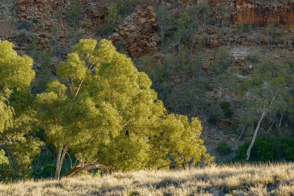 Eukalyptusträd Växer Landsbygden Norra Terroties Australien — Stockfoto