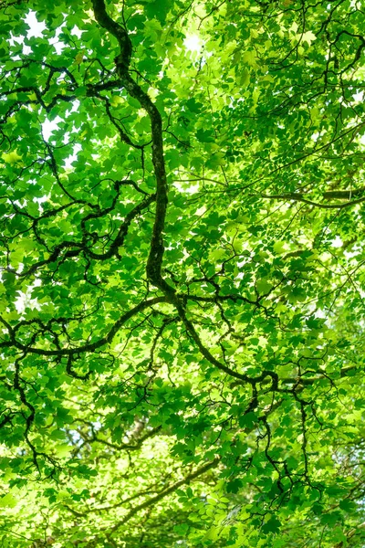 İlkbaharda yeşil yapraklardan oluşan bir gölgelik.