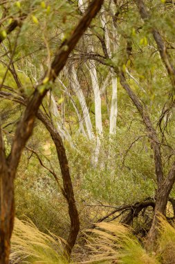 Kings Canyon'da beyaz sakız ağaçları ve okaliptüs, Northern Territory, Avustralya.