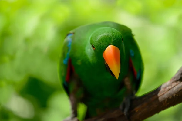 Зеленый Попугай Эклектуса Замечен Квинсленде Австралия — стоковое фото